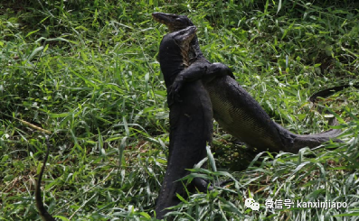 新加坡公園出現兩條巨蜥激烈搏鬥！只爲了吞噬死去的同類…
