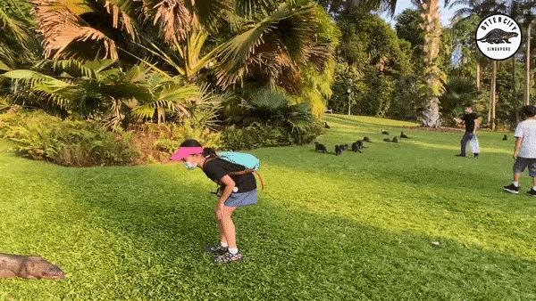 14只水獺在新加坡植物園被小孩們“追殺”,父母竟也加入戰局