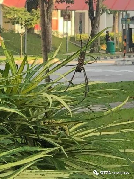 比手掌還大!新加坡鄰裏驚現巨型蜘蛛