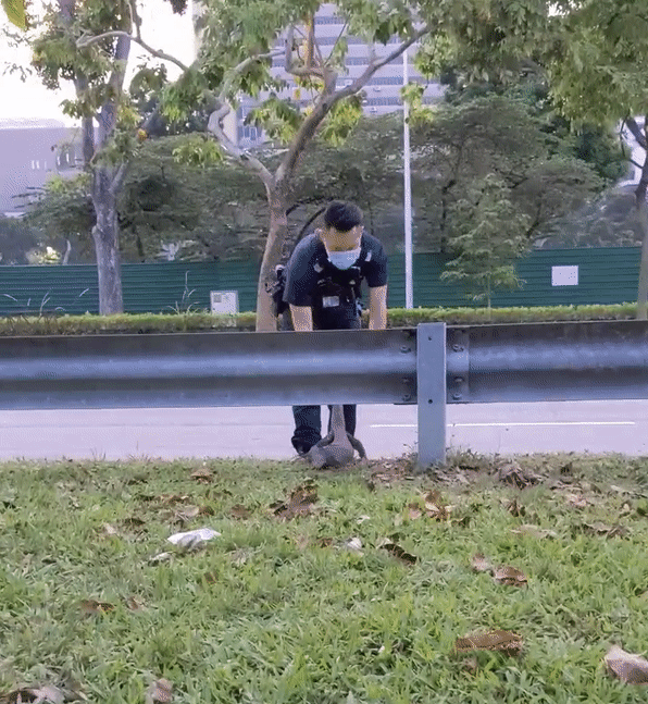 新加坡警察不只抓贼，还要“哄”巨蜥过马路……