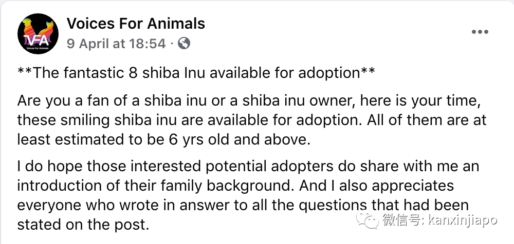 新加坡8只柴犬等待愛心主人前來領養,注意資格