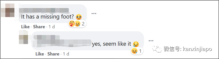 心酸!野豬失去左前蹢,在新加坡南大一瘸一拐過馬路