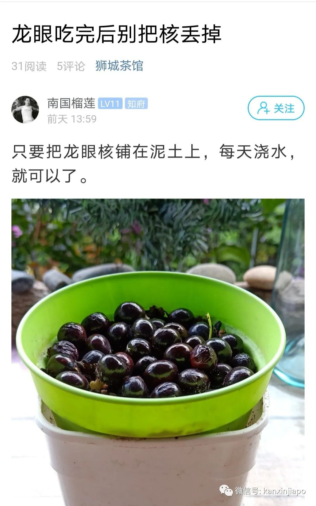 新加坡种植记：吃剩的龙眼核这样处理有惊喜！
