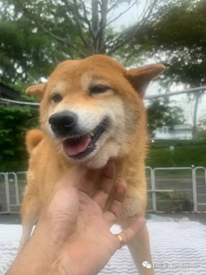 新加坡8只柴犬等待愛心主人前來領養,注意資格