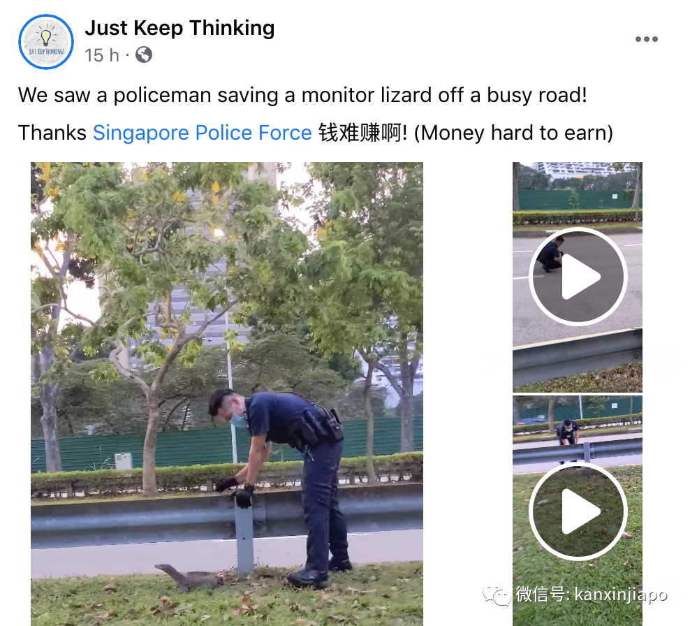 新加坡警察不只抓贼，还要“哄”巨蜥过马路……