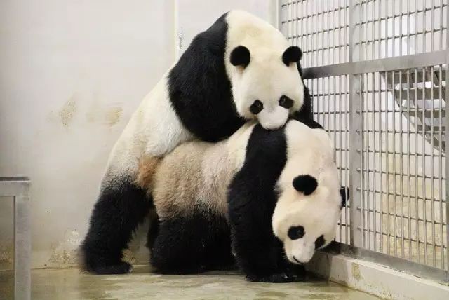 新加坡两只大熊猫九年第七次繁殖！会否成功，就看今晚……