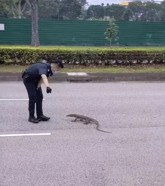 新加坡警察不只抓贼，还要“哄”巨蜥过马路……