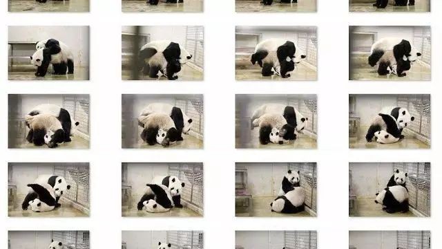 新加坡两只大熊猫九年第七次繁殖！会否成功，就看今晚……