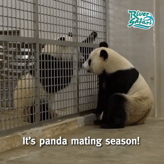 新加坡两只大熊猫九年第七次繁殖！会否成功，就看今晚……