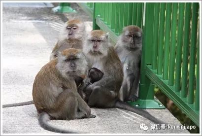 猴子“轉頭咧嘴對我微笑”,它想當新加坡幼兒園學生?