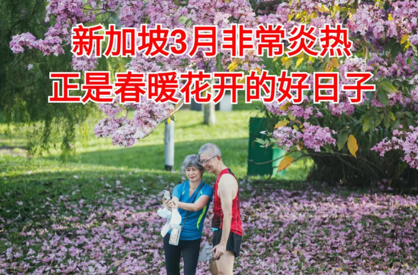 清明踏青,新加坡这些免费赏花地点送你~