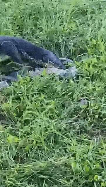 新加坡公園驚現三只大蜥蜴撕咬蟒蛇!“這是侏羅紀公園吧?”