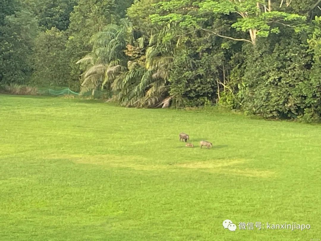 野猪一家三口在新加坡公园“散步”，好快活～
