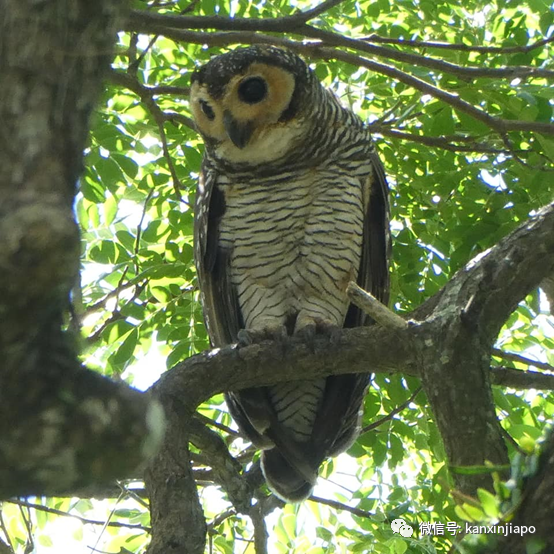 瀕危貓頭鷹出沒!百名攝影愛好者紮堆圍觀抓拍