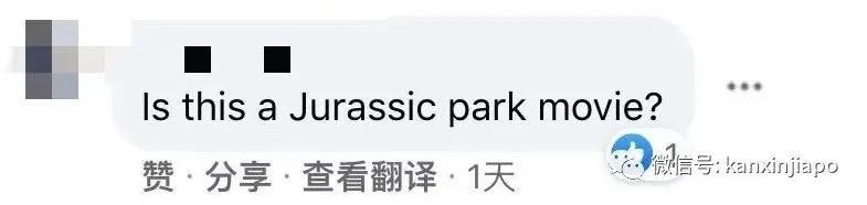 新加坡公园惊现三只大蜥蜴撕咬蟒蛇！“这是侏罗纪公园吧？”