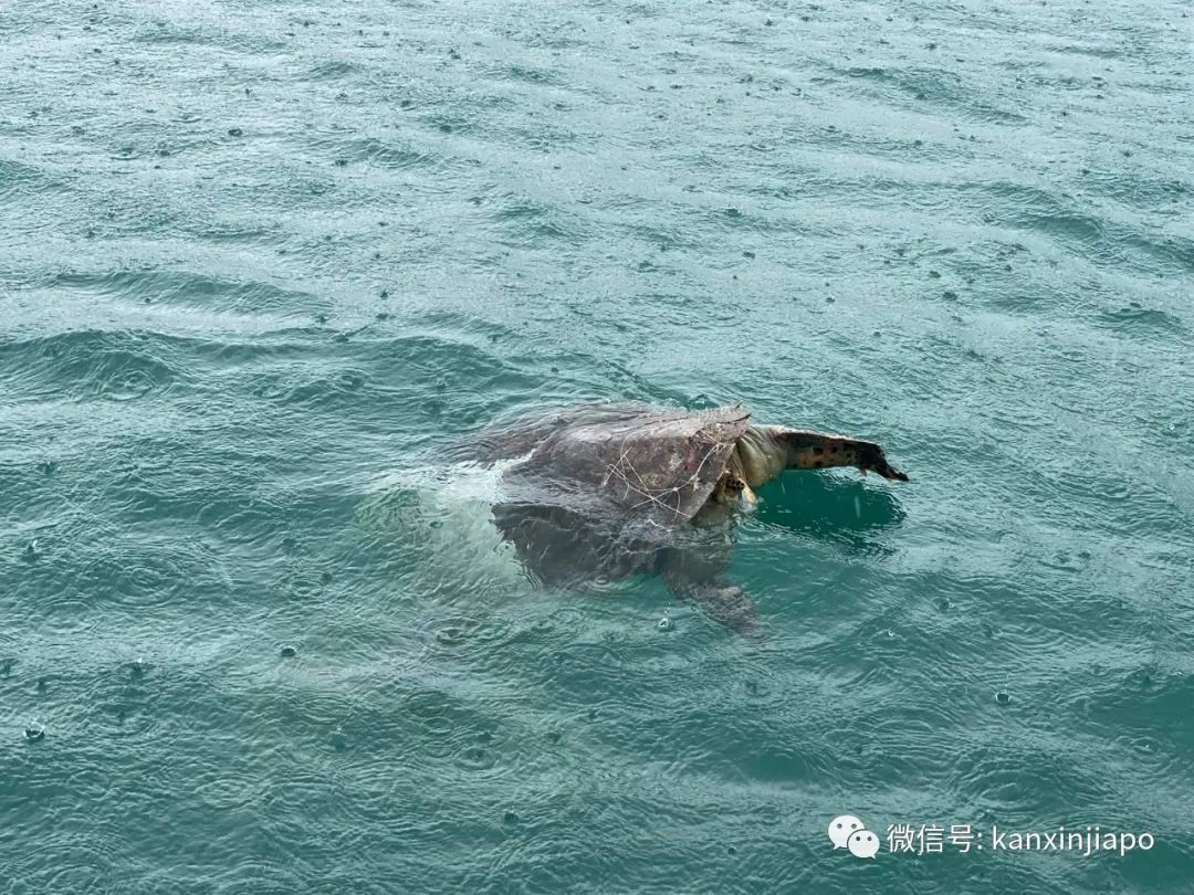 濒临灭绝的玳瑁龟，在新加坡“鬼岛”海域丧命