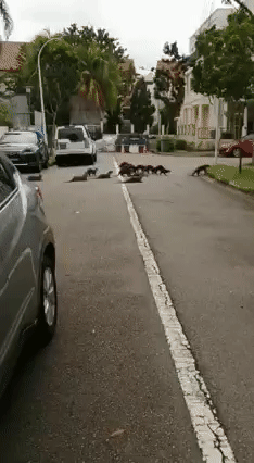 18只水獺豪遊新加坡私宅區,門外與和狗狗“閑話家常”