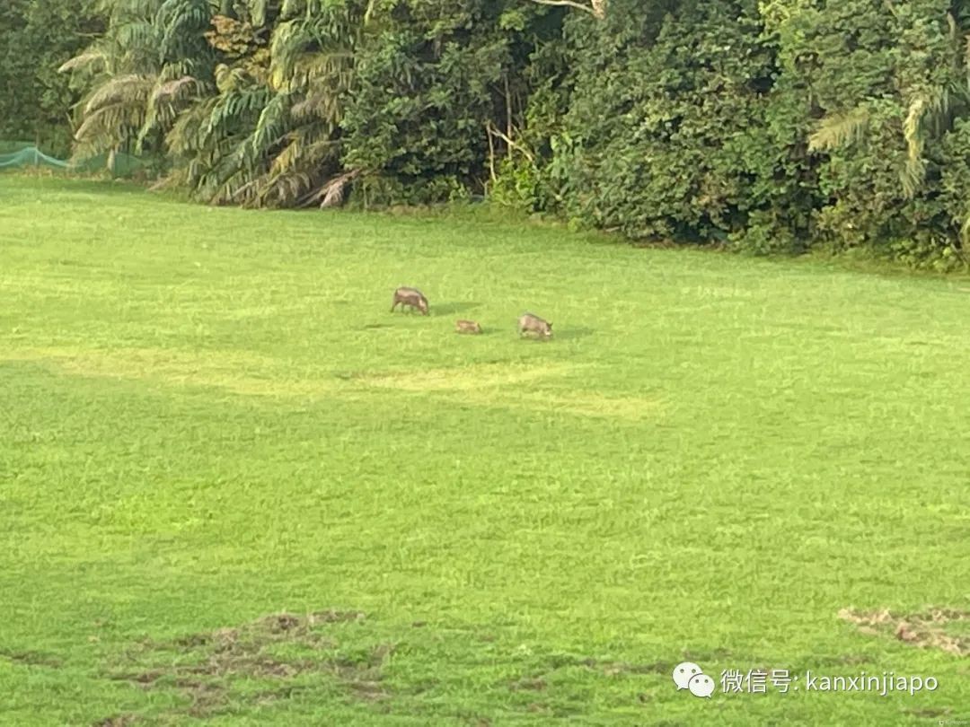 野猪一家三口在新加坡公园“散步”，好快活～