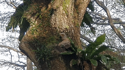 瀕危貓頭鷹出沒!百名攝影愛好者紮堆圍觀抓拍