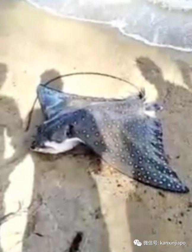 新加坡海域钓到濒危巨型魔鬼鱼,3名壮汉齐力拖上岸
