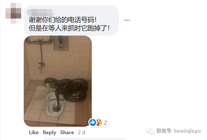 “蟒蛇要上厕所？”新加坡咖啡店惊现5米巨蟒，吓坏摊主