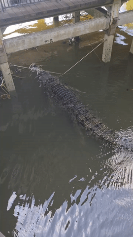 新加坡出現巨型鳄魚,公衆紛紛搶拍