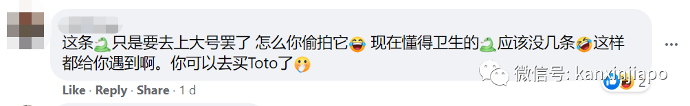 “蟒蛇要上廁所?”新加坡咖啡店驚現5米巨蟒,嚇壞攤主