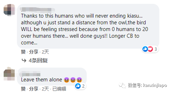 瀕危貓頭鷹出沒!百名攝影愛好者紮堆圍觀抓拍