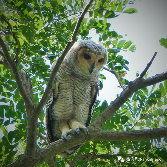 瀕危貓頭鷹出沒!百名攝影愛好者紮堆圍觀抓拍