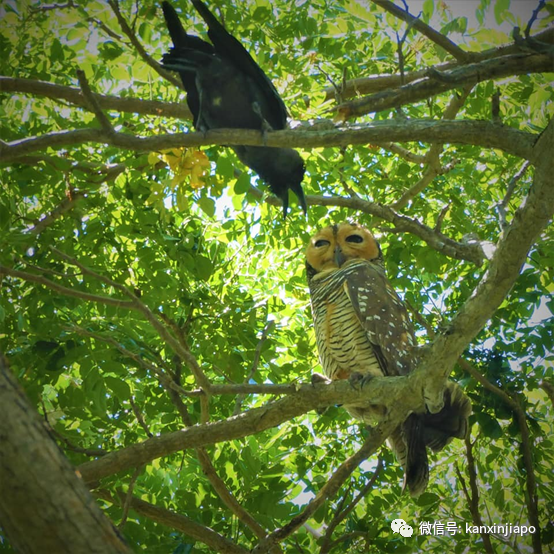 瀕危貓頭鷹出沒!百名攝影愛好者紮堆圍觀抓拍