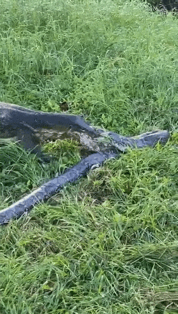 新加坡公園驚現三只大蜥蜴撕咬蟒蛇!“這是侏羅紀公園吧?”