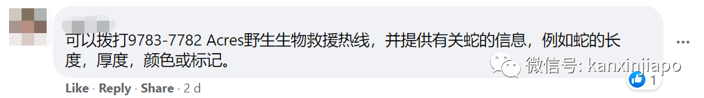 “蟒蛇要上廁所?”新加坡咖啡店驚現5米巨蟒,嚇壞攤主