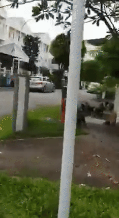 18只水獺豪遊新加坡私宅區,門外與和狗狗“閑話家常”