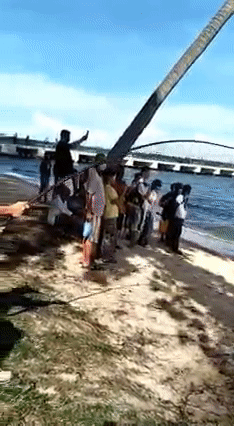 新加坡海域钓到濒危巨型魔鬼鱼，3名壮汉齐力拖‍上岸