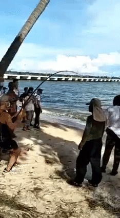 新加坡海域釣到瀕危巨型魔鬼魚,3名壯漢齊力拖上岸