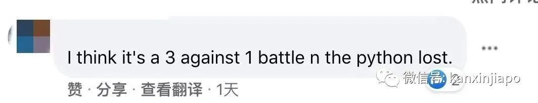 新加坡公园惊现三只大蜥蜴撕咬蟒蛇！“这是侏罗纪公园吧？”
