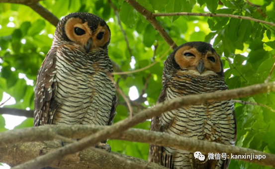 瀕危貓頭鷹出沒!百名攝影愛好者紮堆圍觀抓拍