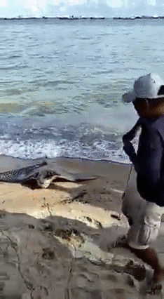 新加坡海域釣到瀕危巨型魔鬼魚,3名壯漢齊力拖上岸