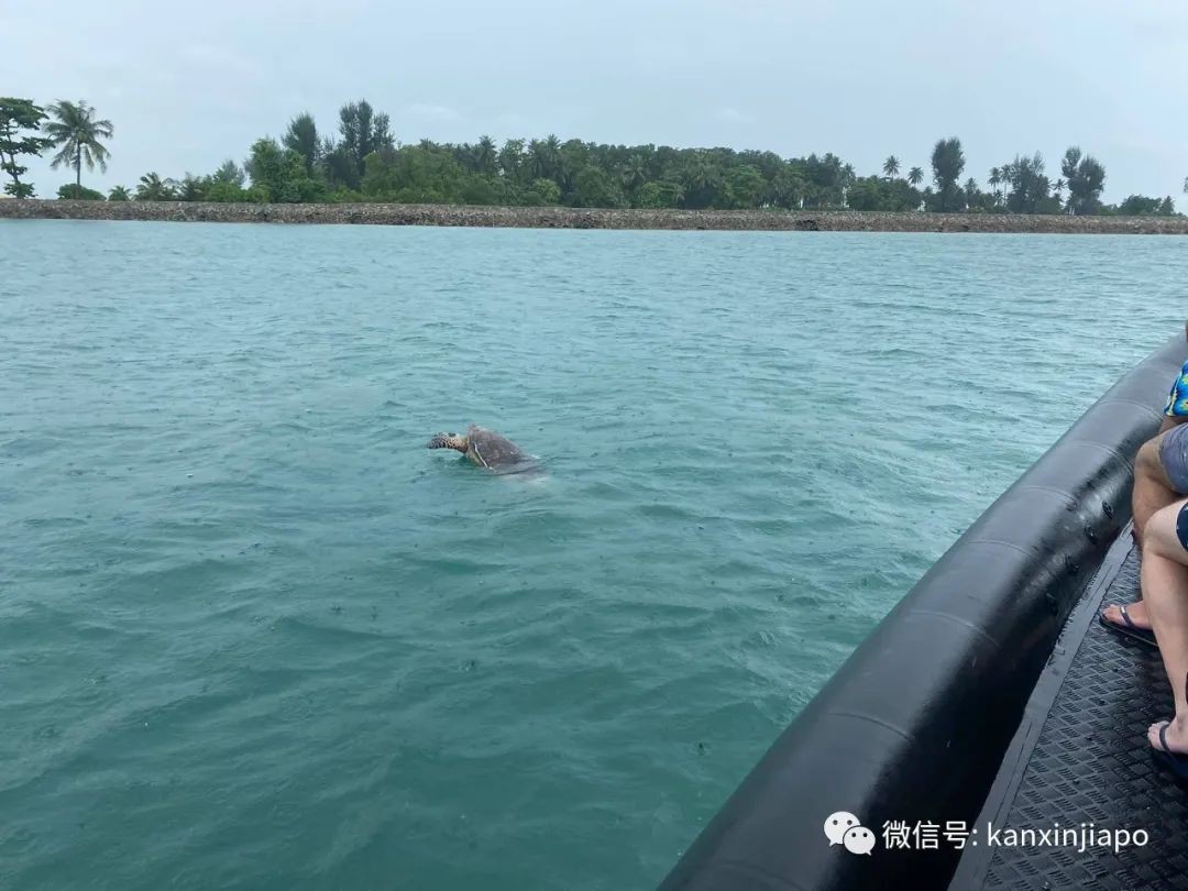 濒临灭绝的玳瑁龟，在新加坡“鬼岛”海域丧命