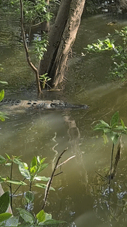 新加坡出現巨型鳄魚,公衆紛紛搶拍