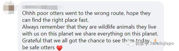 18只水獺豪遊新加坡私宅區,門外與和狗狗“閑話家常”