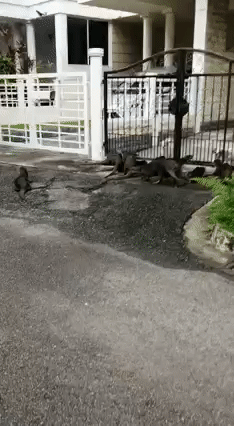 18只水獺豪遊新加坡私宅區,門外與和狗狗“閑話家常”