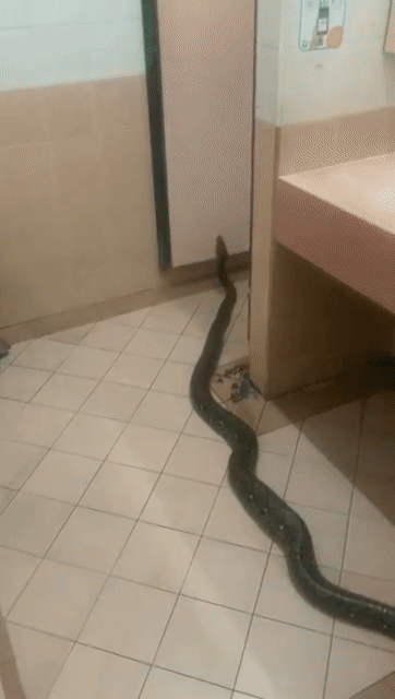 “蟒蛇要上厕所？”新加坡咖啡店惊现5米巨蟒，吓坏摊主