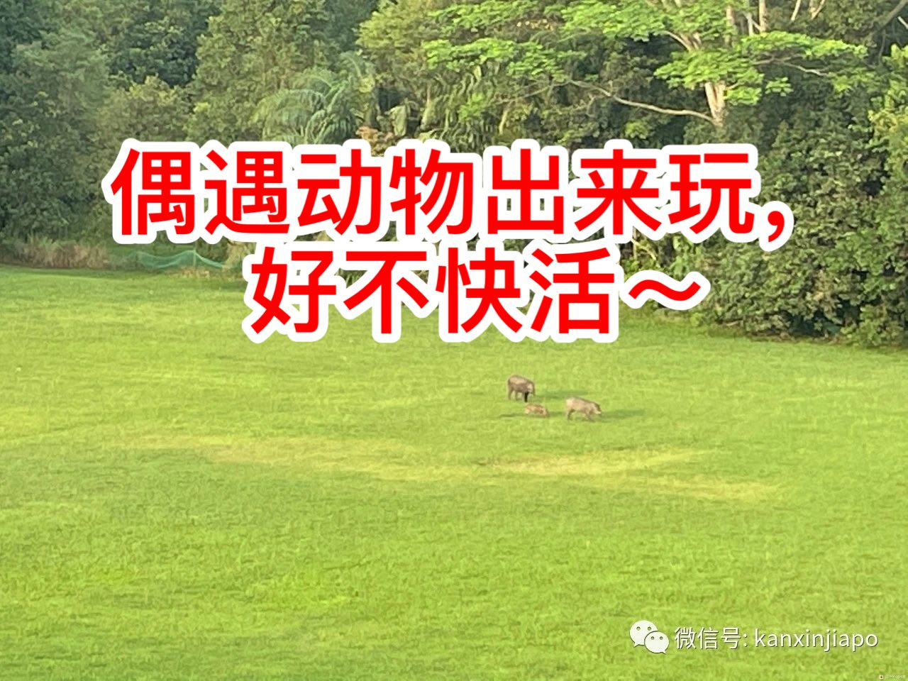 野猪一家三口在新加坡公园“散步”,好快活~