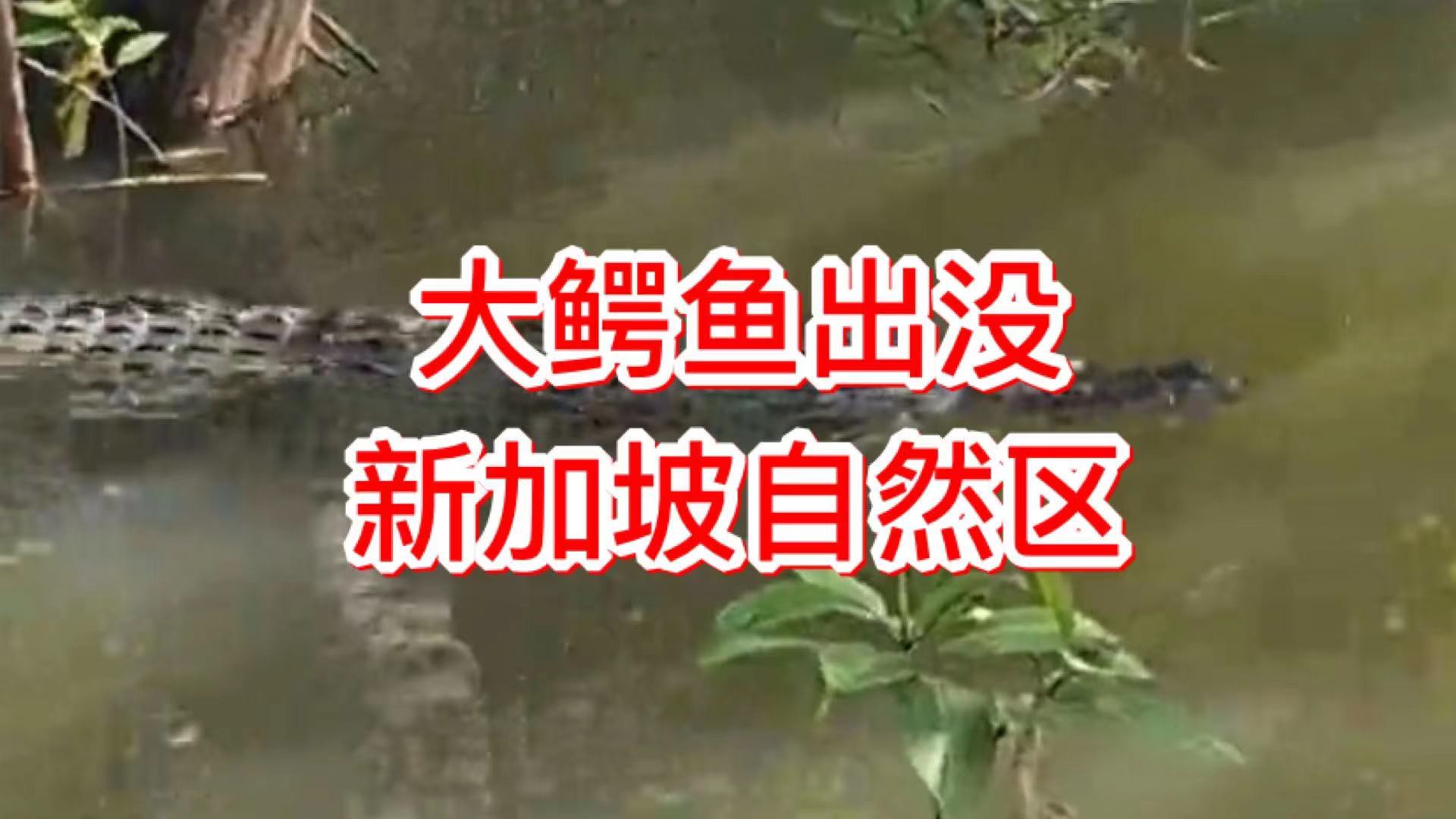 新加坡出现巨型鳄鱼,公众纷纷抢拍