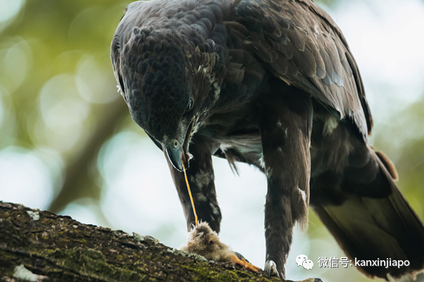 “老鷹抓小雞”在新加坡真實上演!整只被無情吞下肚……