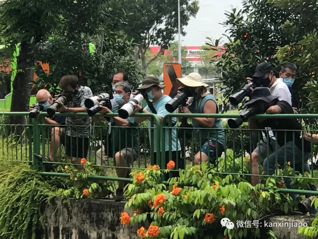新加坡组屋区出现“失恋”鸳鸯，引众人围观