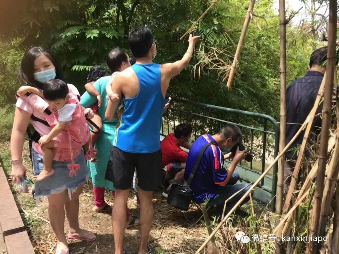 新加坡组屋区出现“失恋”鸳鸯，引众人围观