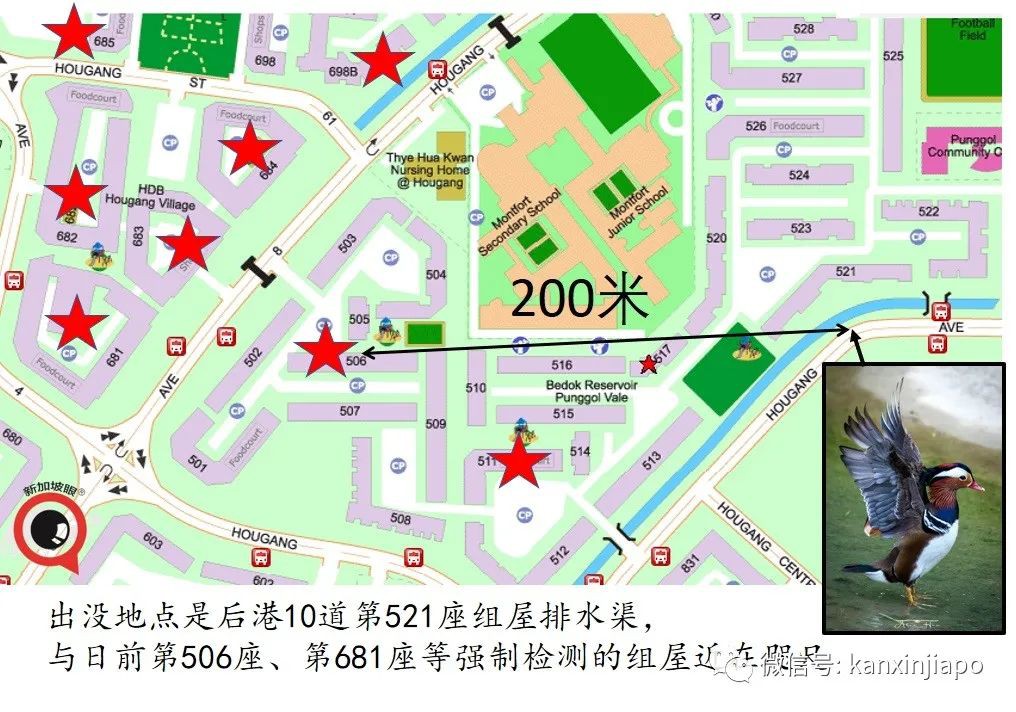 新加坡组屋区出现“失恋”鸳鸯，引众人围观
