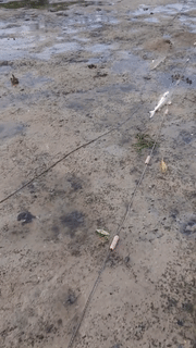 數十只幼年礁鲨、螃蟹、魚在新加坡外島被長500米刺網勒死